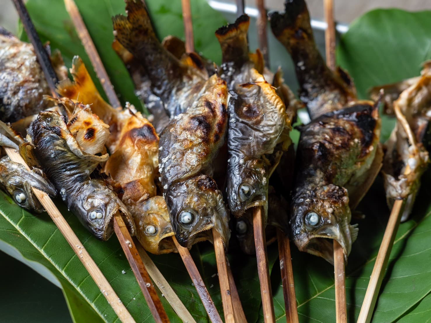 川魚の塩焼きが絶品になるコツと焼き方|プロが教える極上レシピ